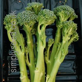 Calabrese Sticcoli